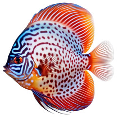 Discus fish is portrayed on a transparent background