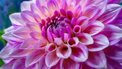 pink and purple dahlia petals macro floral abstract background close up of flower dahlia for background soft focus