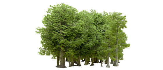 Green forest isolated on background. 3d rendering - illustration