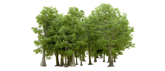 Green forest isolated on background. 3d rendering - illustration