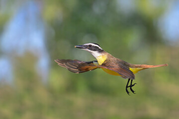 Great kiskadee (Pitangus sulphuratus) flying, Bentsen-Rio Grande Valley State Park, Texas, USA.