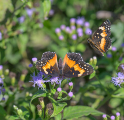 Bordered patch butterflies (Chlosyne lacinia), female (larger) and male (smaller) courtship on blue...