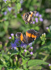 Bordered patch butterflies (Chlosyne lacinia), female (larger) and male (smaller) courtship on blue mistflowers (Conoclinium coelestinum), National Butterfly Center, Alamo, Texas, USA.