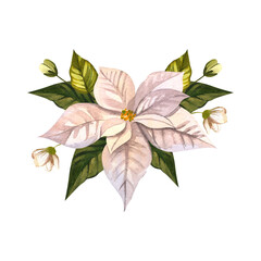 Bouquet of white poinsettia with small flowers. Christmas interior flower. Watercolor illustration for holiday card, poster, announcement. For background design, banner, sticker