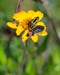 Metallic wood-boring jewel beetles Acmaeodera flavomarginata (the larger) and Acmaeodera scalaris (the smaller),family Buprestidae, feeding on flower, Bentsen-Rio Grande Valley State Park, Texas, USA.