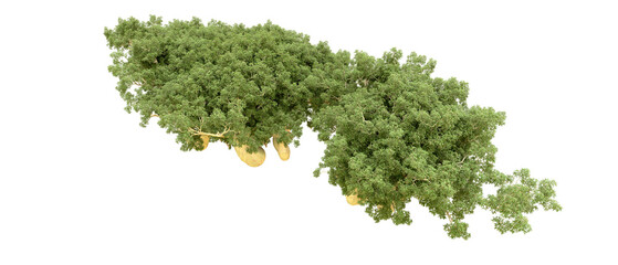 Obraz premium Green forest isolated on background. 3d rendering - illustration