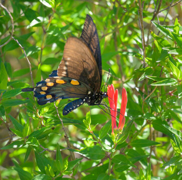 Pipevine Swallowtail (Battus philenor) feeding from red flower, hoveringn on the wings, National Butterfly Center, Mission, Texas, USA.