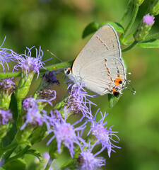 Gray hairstreak butterfly (Strymon melinus) feeding on blue mistflower (Conoclinium sp), National Butterfly Center, Mission, Texas, USA.