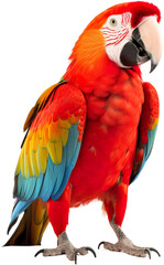 Fototapeta premium Parrot isolated on white background.