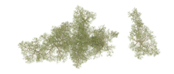 Green forest isolated on background. 3d rendering - illustration