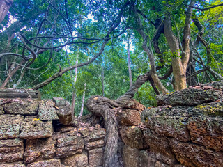Ta Prohm, a mysterious temple of the Khmer civilization, located on the territory of Angkor in Cambodia