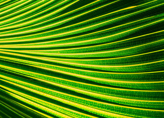 green palm leaf close up, natural bio background for flora concept and design. textured plant leaf...