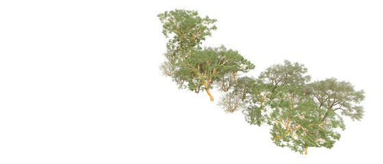 Green forest isolated on background. 3d rendering - illustration