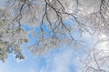 Winter snow scene in Lushan/Mountain Lu National Park Scenic Area, Jiujiang, Jiangxi, China