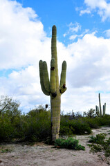 Old Saguaro Cactus Sonora desert Arizona