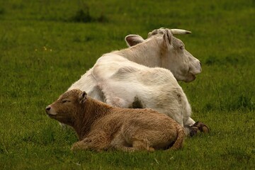 cows with calves resting on a meadow in summer