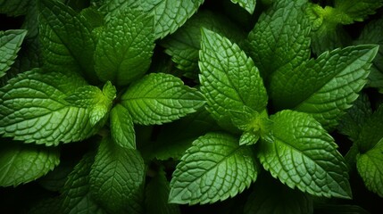 Generated AI. A close-up shot of pepper mint leaf surface, texture background. - obrazy, fototapety, plakaty