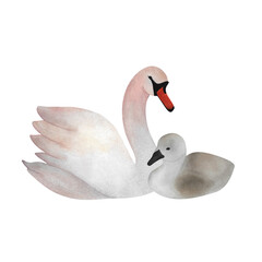 Watercolor white swan with baby Animal mother child Cute illustration for Mother's day 2025 baby design and childish decoration Avian cub Young bird