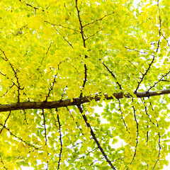 Yellow ginkgo tree in autumn