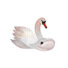 Watercolor white swan with baby bird Animal mother child Cute avian illustration for Mother's day, baby design and childish decoration Cub Young bird