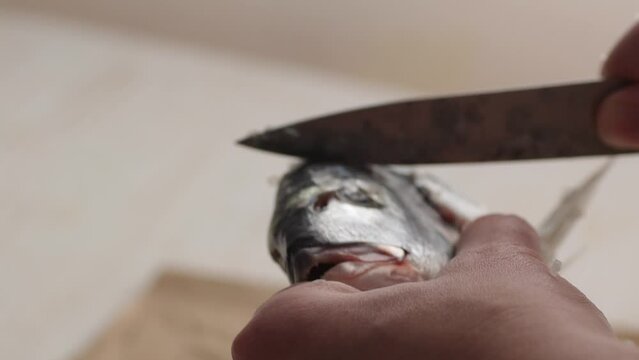 Descaled Fresh Fish Preparation on Board. Close-up, shallow dof.
