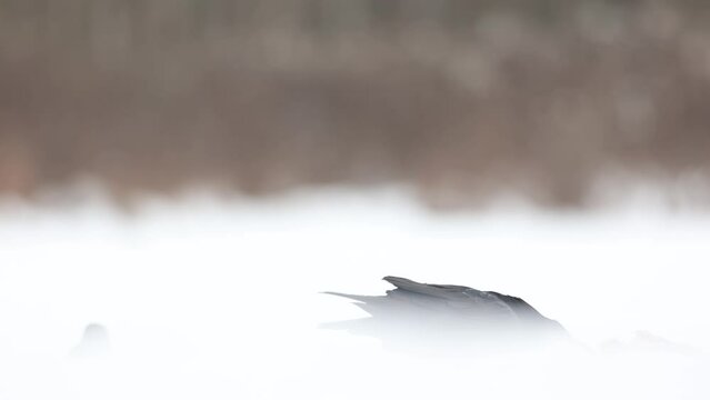 Bird beautiful raven Corvus corax North winter time Poland Europe, raven on snowy winter meadow