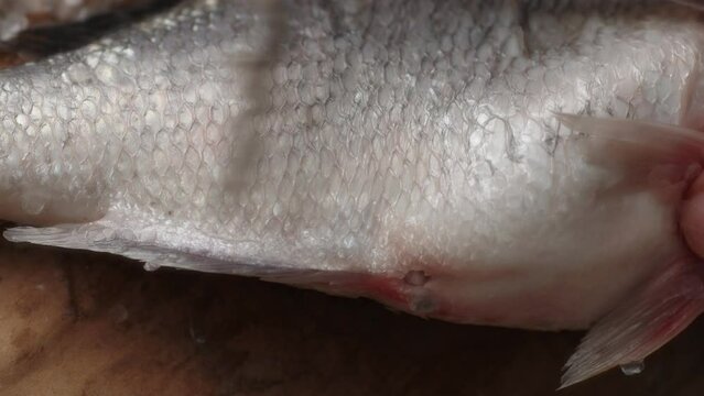 Descaled Fresh Fish Preparation on Board. Close-up, shallow dof.