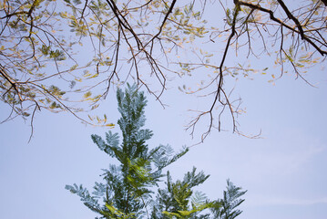 Picture of branches of a tree