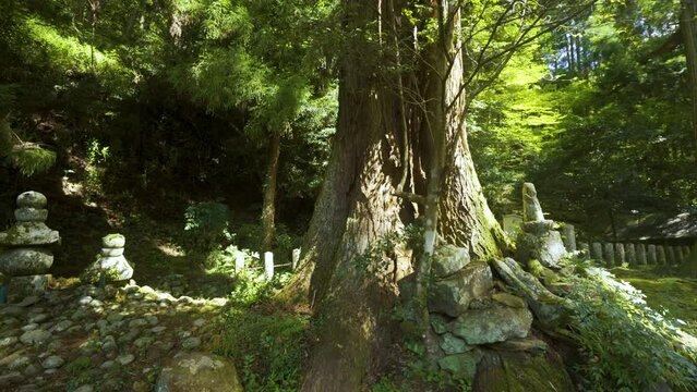 Cinematic shot of giant cedar forest at Manganji Temple in Kumamoto Prefecture in Japan