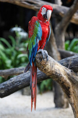 Close up the red macaw parrot bird in garden