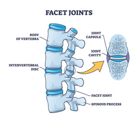 Facet joints anatomy with bone capsule and cavity closeup outline diagram. Labeled educational medical explanation with body of vertebra, intervertebral disc and spinous process vector illustration. - obrazy, fototapety, plakaty