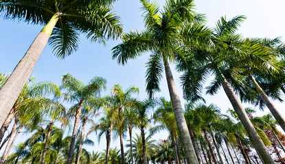 Low angle view of royal palm trees - obrazy, fototapety, plakaty