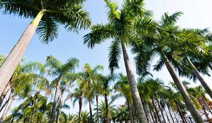 Fotobehang Low angle view of royal palm trees © xy