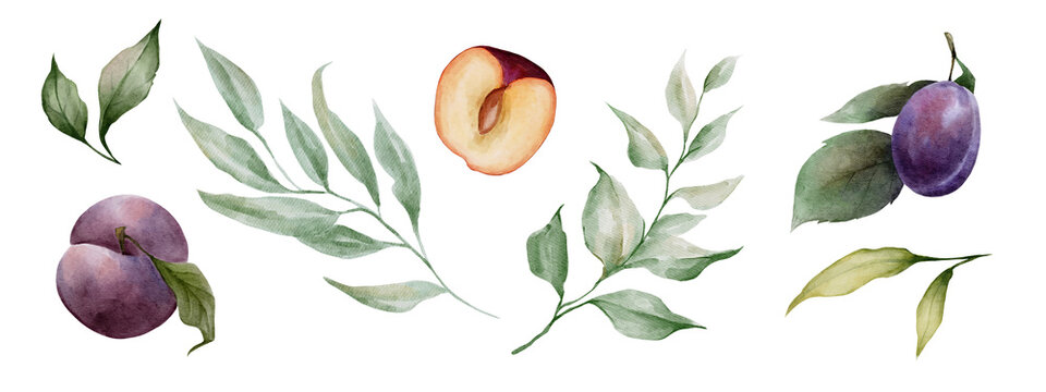 Watercolor plum fruits and leaves. Purple plum and green leaves illustration set