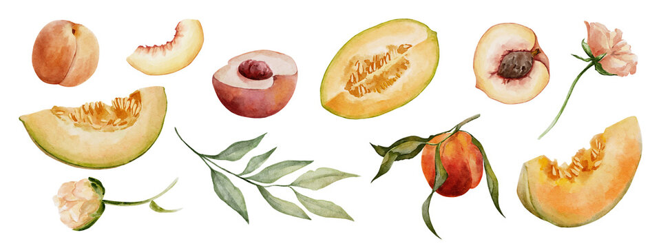 Watercolor fruits and flowers clip art. Melon and peach fruit illustrations set