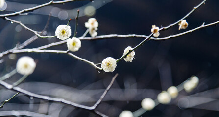 White wintersweet blossom on the tree