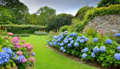 beautiful garden with hydrangeas in brittany - obrazy, fototapety, plakaty