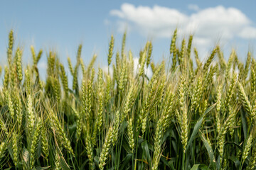 Close up of ripe wheat ears against beautiful sky with clouds.