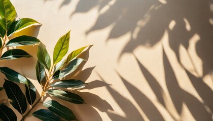 leaf shadow and light on wall beige background nature tropical leaves plant and tree branch shade...