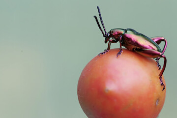 A frog leg beetle is foraging on a ripe tomato. These beautiful colored insects like rainbow colors...