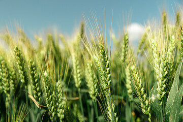 Close up of ripe wheat ears against beautiful sky with clouds. - obrazy, fototapety, plakaty