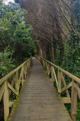 A tranquil wooden walkway meanders through lush greenery, bare branches overhead, inviting peaceful contemplation in nature