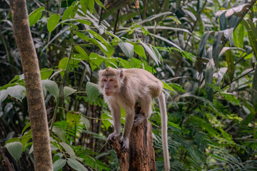 Graceful Primate: Monkey on a Tree Log