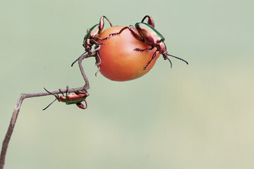 Three frog leg beetles are foraging on ripe tomato fruit. These beautiful colored insects like...