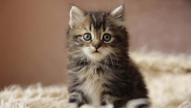 cute little fluffy pet kitten is sitting on a fur blanket looking at the camera