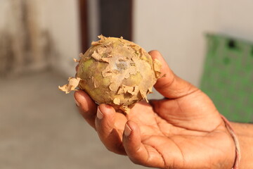 A spoilt Potato in the hand of a man, Closeup