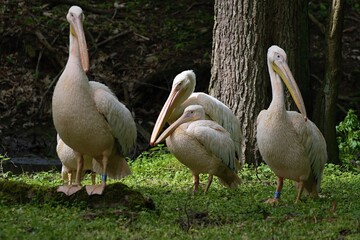 pelican swims on water in nature