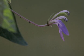 The beauty of fringed spiderflower when flowering. This plant, which has antibacterial, analgesic,...
