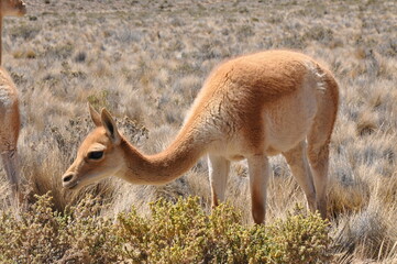 animais, fauna, cervidae, natureza, mamífero, inóspito, antílope, relva, safári, ave, argentina, animais, paisagem, braun, dólar, guanaco, parque, argentina