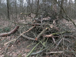 trees cut down in Partizanska Slava park in Kyiv, Ukraine